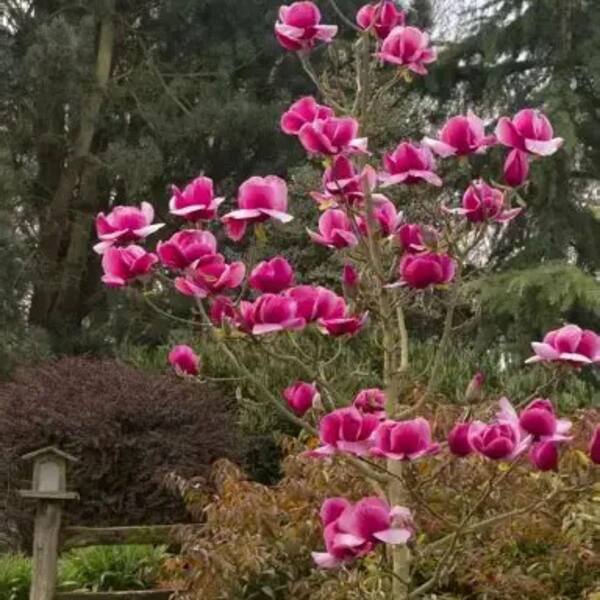 2 gal. Felix Deciduous Japanese Magnolia Tree with Pink Flowers 2
