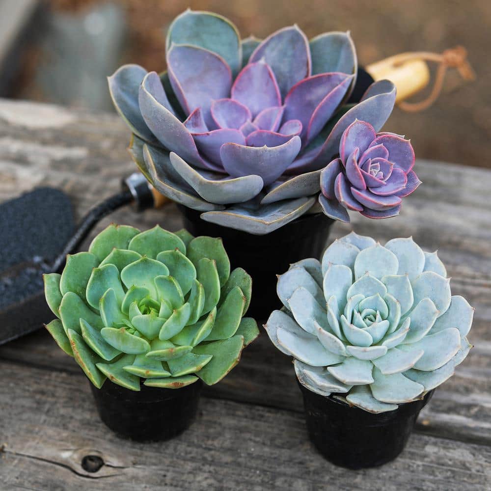 Assorted Echeveria Succulent Plants in 3.5 Inch Black Pots
