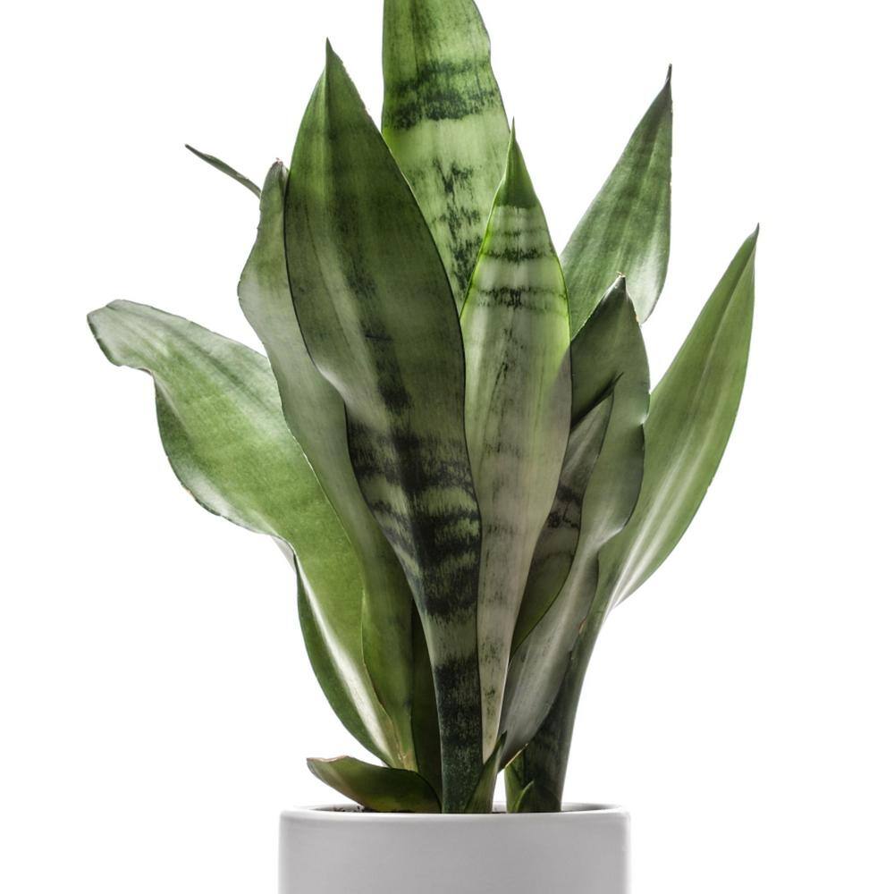 24" Black Ceramic Indoor Sansevieria Succulent