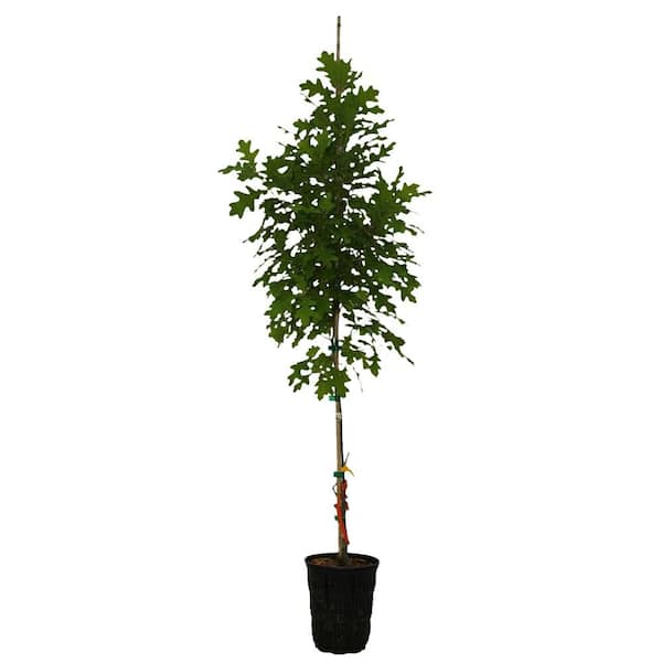 1 gal. New Madrid Deciduous Oak Tree