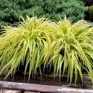 1 gal. Lemon Zest Japanese Forest Grass – Bright Yellow-Green Ornamental Grass for Shade Gardens