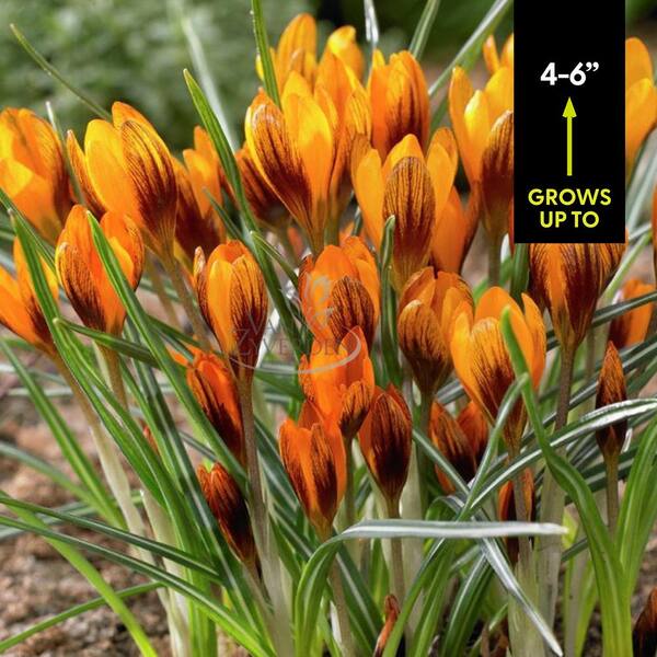 VAN ZYVERDEN Crocus Bulbs Orange Monarch (Set of 25) 21432 - The