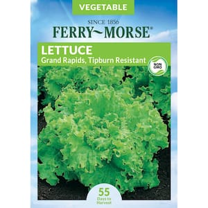 Lettuce Grand Rapids Tipburn Resistant Vegetable Seed