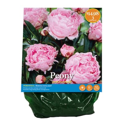 Peony Flower Bulbs Garden Flowers The Home Depot