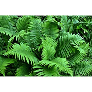 1 Gal. Male Fern Shrub Excellent Lowgrowing and Shade Loving Perennial