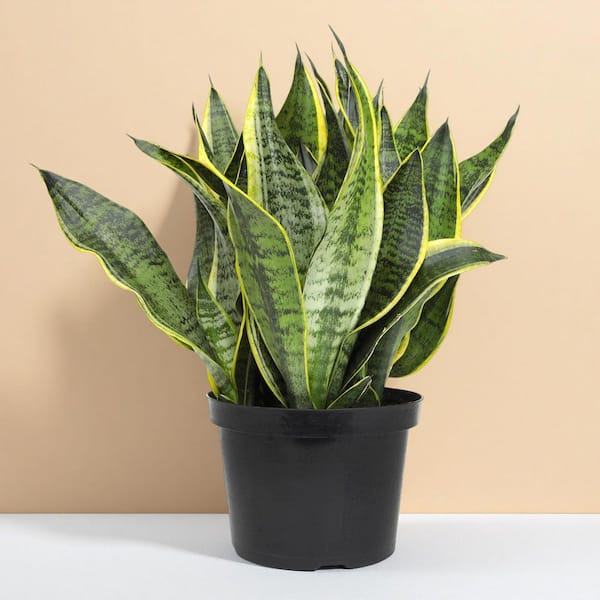 Altman Plants 1 -Pack Snake Plant in 8 -in Pot one_size | 0872821