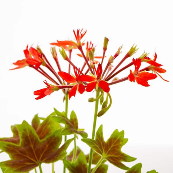 1 Pt. Accent Geranium Fancy Leaf Red Annual Plant (6-Pack)