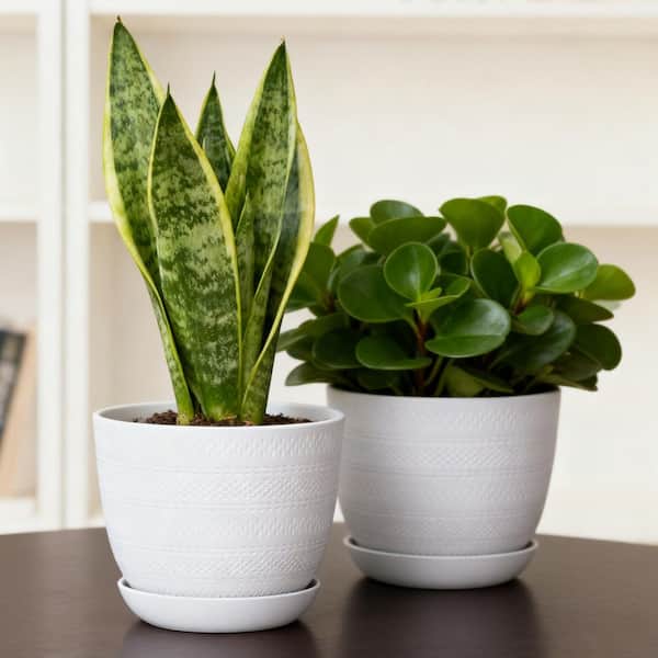 Vigoro Brighton Small White Resin Planter with Saucer (8 in. W x