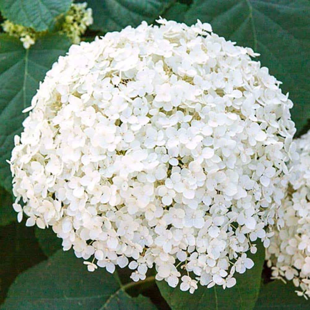 Spring Hill Nurseries 1.50 Gal. Pot Annabelle Hydrangea Deciduous Flowering  Shrub (1-Pack) 89524 - The Home Depot