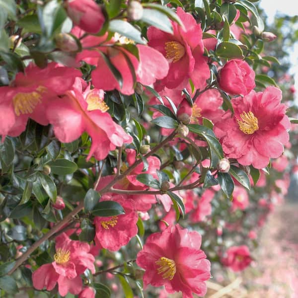 national PLANT NETWORK 1 Gal. Camellia Sasanqua October Magic