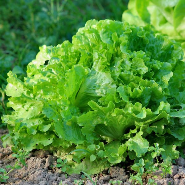 national PLANT NETWORK 2.5 in. Lettuce Green Ice Plant 3-Piece