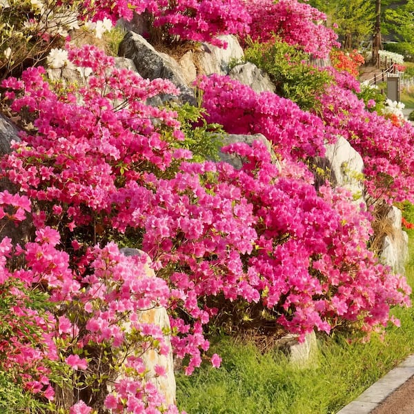 national PLANT NETWORK 2.25 Gal. Hinode Giri Azalea Plant  display picture 1