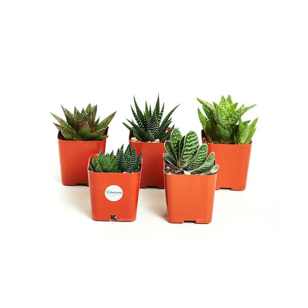 Shop Succulents 4 in. Mother's Day Sanseveria Robusta in Kraft Pot Happy Mother's Day