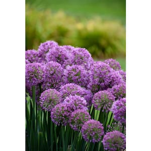 1 Gal. Allium Hybrid 'Serendipity' Ornamental Onion Perennial Plant with Purple Flowers