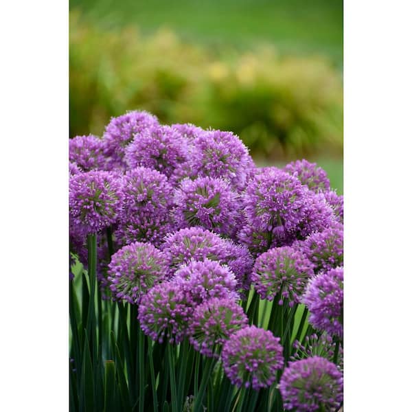 PROVEN WINNERS 1 Gal. Allium Hybrid 'Serendipity' Ornamental Onion Perennial Plant with Purple Flowers