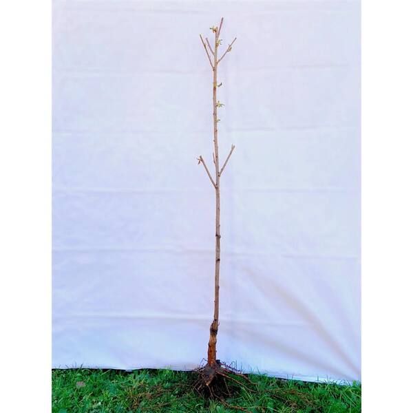 Online Orchards Spring Snow Flowering Crabapple Tree Bare Root Flca001 The Home Depot