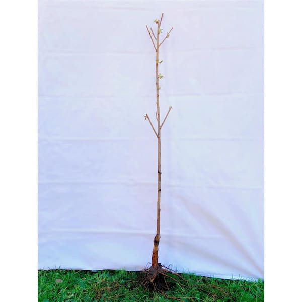 Online Orchards Yoshino Cherry Blossom Tree Bare Root Flch002 The Home Depot