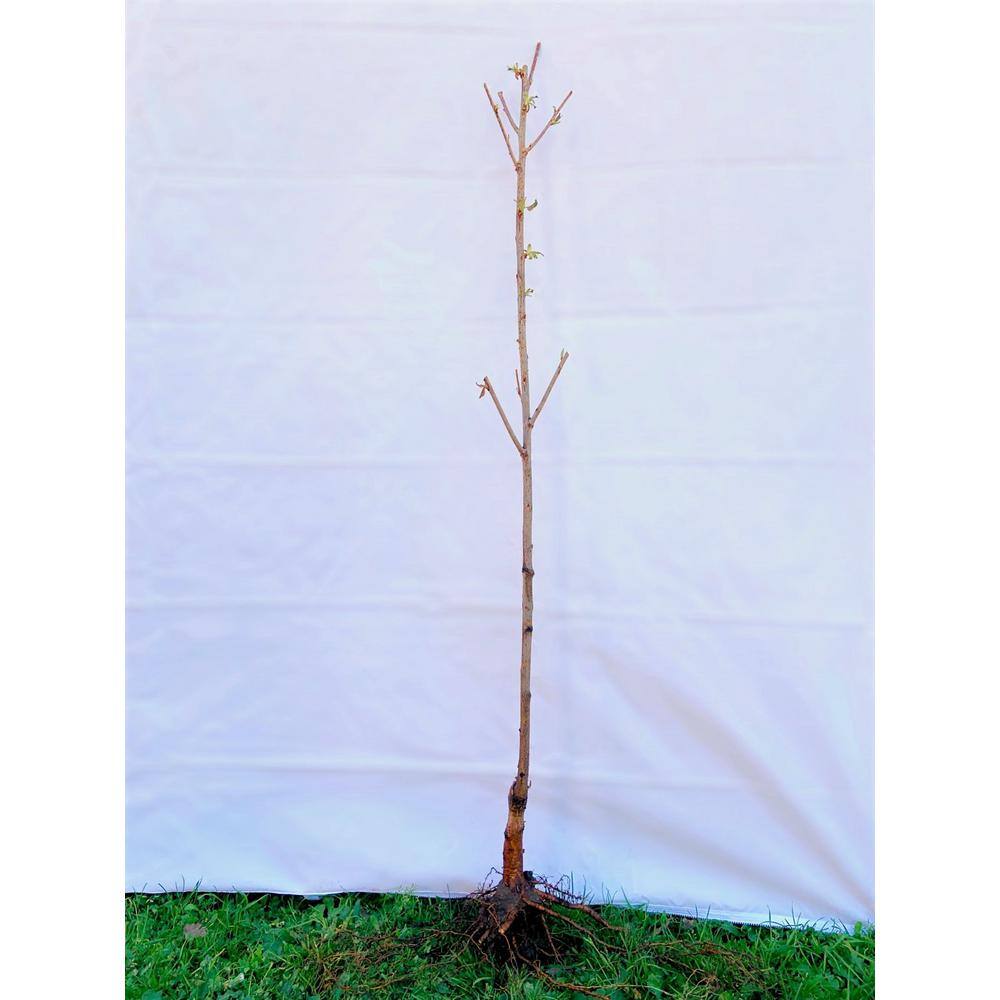 Online Orchards Shirofugen Cherry Blossom Tree - Thumbnail 5
