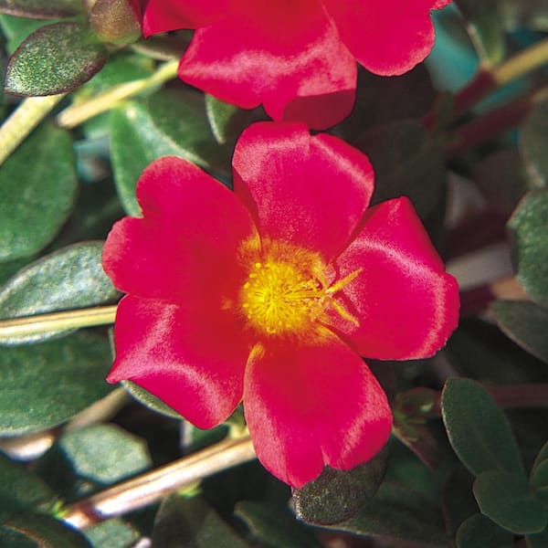 SMART PLANET 2.5 qt. Mega Pazzaz Dark Pink' Portulaca Annual Plant with Pink Flowers
