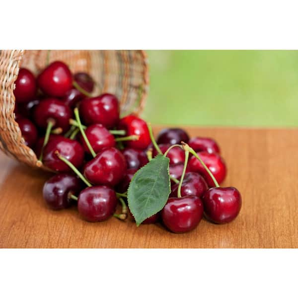Online Orchards 3 ft. Lapins Cherry Semi Dwarf Tree with Abundant Self Pollinating Fruit