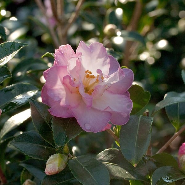 SOUTHERN LIVING 2 Gal. October Magic Orchid Camellia(sasanqua) - Live Evergreen Shrub with White-blush Blooms that taper to Pink Edges