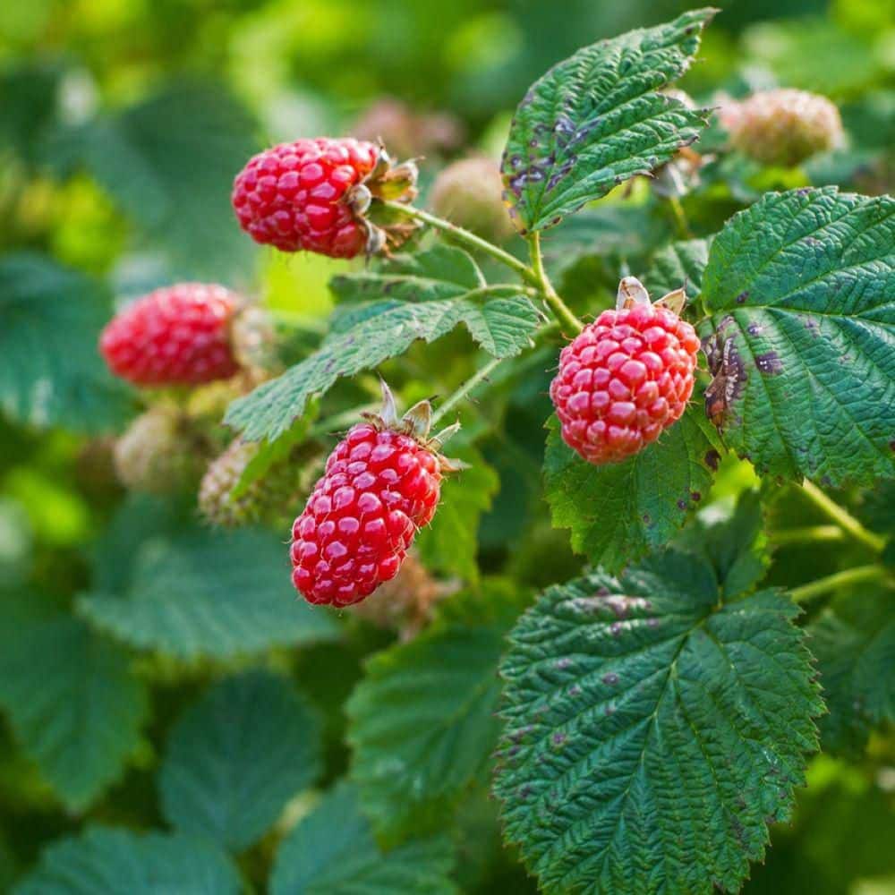 1 gal. Loganberry Plants, 1 Gallon – Live Fruiting Berry Bushes for Home Gardens, 2-Pack price history on PriceWatchPro