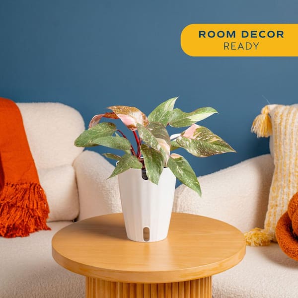 Pink Princess Philodendron Plant in 6 in. Decor Planter, Average Shipping Height 1-2 ft. Tall