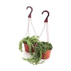 String of Pearls and Burrito Sedum Variety Hanging Collection in 6 in. Grow Pots with Hangers