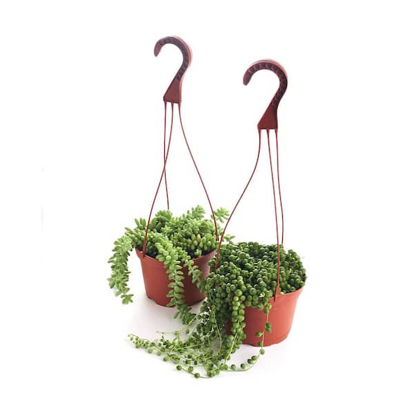 Shop Succulents String of Pearls and Burrito Sedum Variety Hanging Collection in 6 in. Grow Pots with Hangers