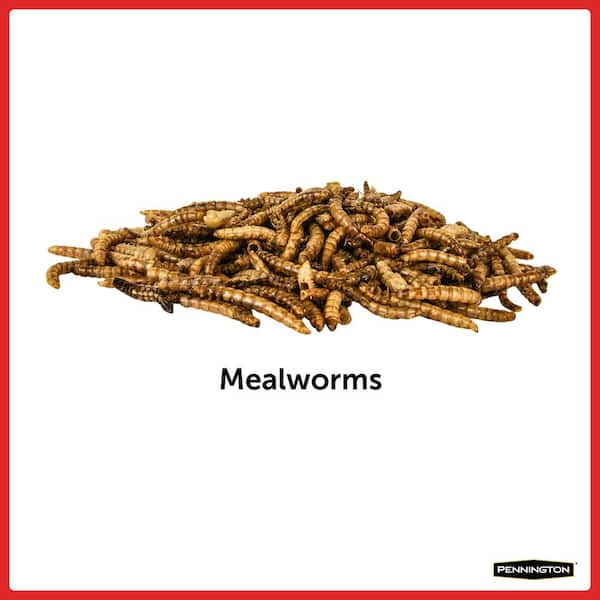 mealworms for birds for sale