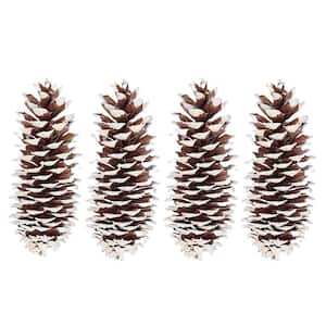 12 in. White Tip Sparkle Opal Dried Natural Sugar Pinecones (Set of 4)