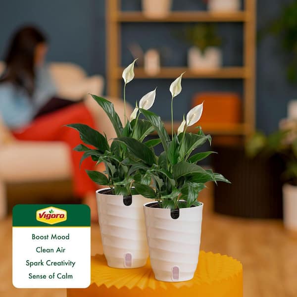 Reviews for Vigoro Peace Lily Indoor Plant in 6 in. White Ribbed Plastic  Decor Planter, Avg. Shipping Height 1-2 ft. Tall (2-Pack) | Pg 1 - The Home  Depot