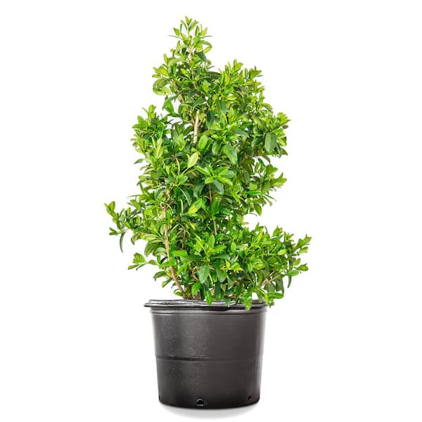 Perfect Plants 3 ft. to 4 ft. Tall Sweet Viburnum in Grower's Pot, Fragrant White Flowers