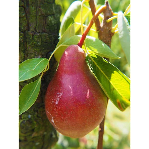 Dwarf Comice Pear Tree - The Soft and Sweet Christmas Pear Delicacy. (2 Years Old and 3-4 Feet tall.)