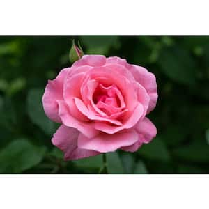 3 Gal. Queen Elizabeth Live Rose Plant with Pink Flower (1-Pack)