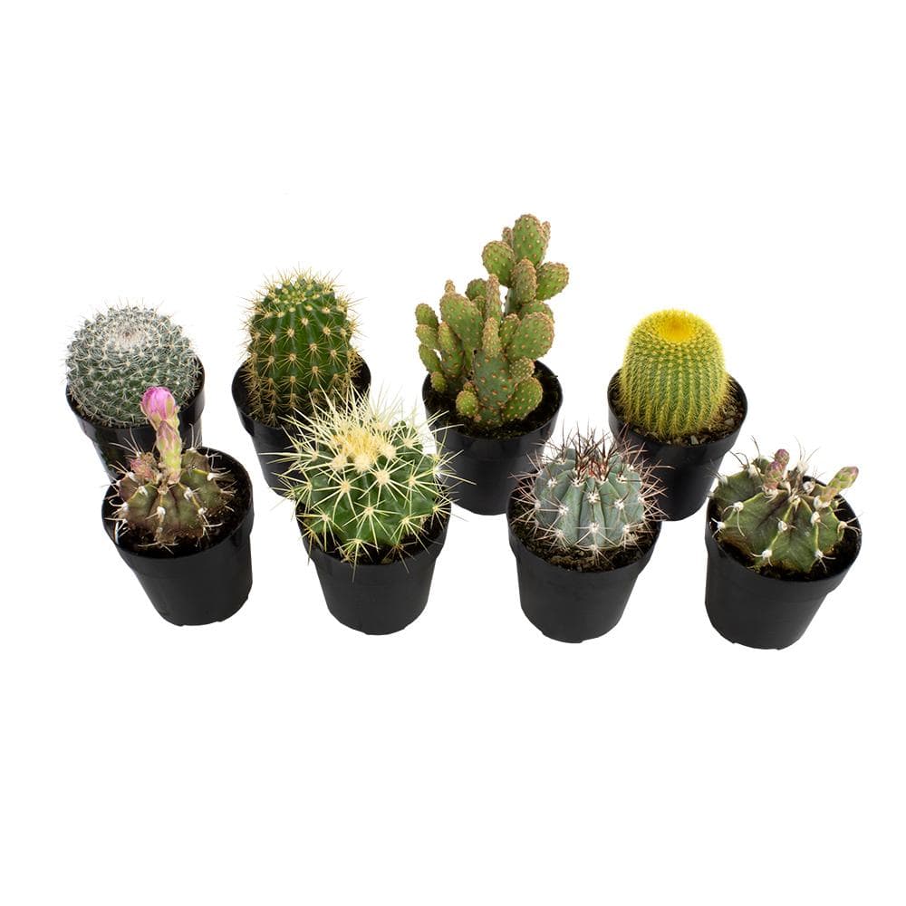 Assorted 2.5-Inch Multicolor Cactus Plants in Black Pots