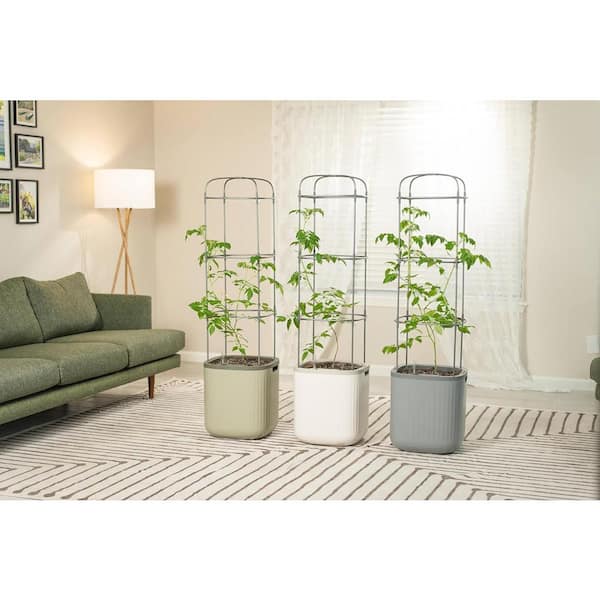 where to buy lucky bamboo plants Lucky bamboo   Lixin Florist 