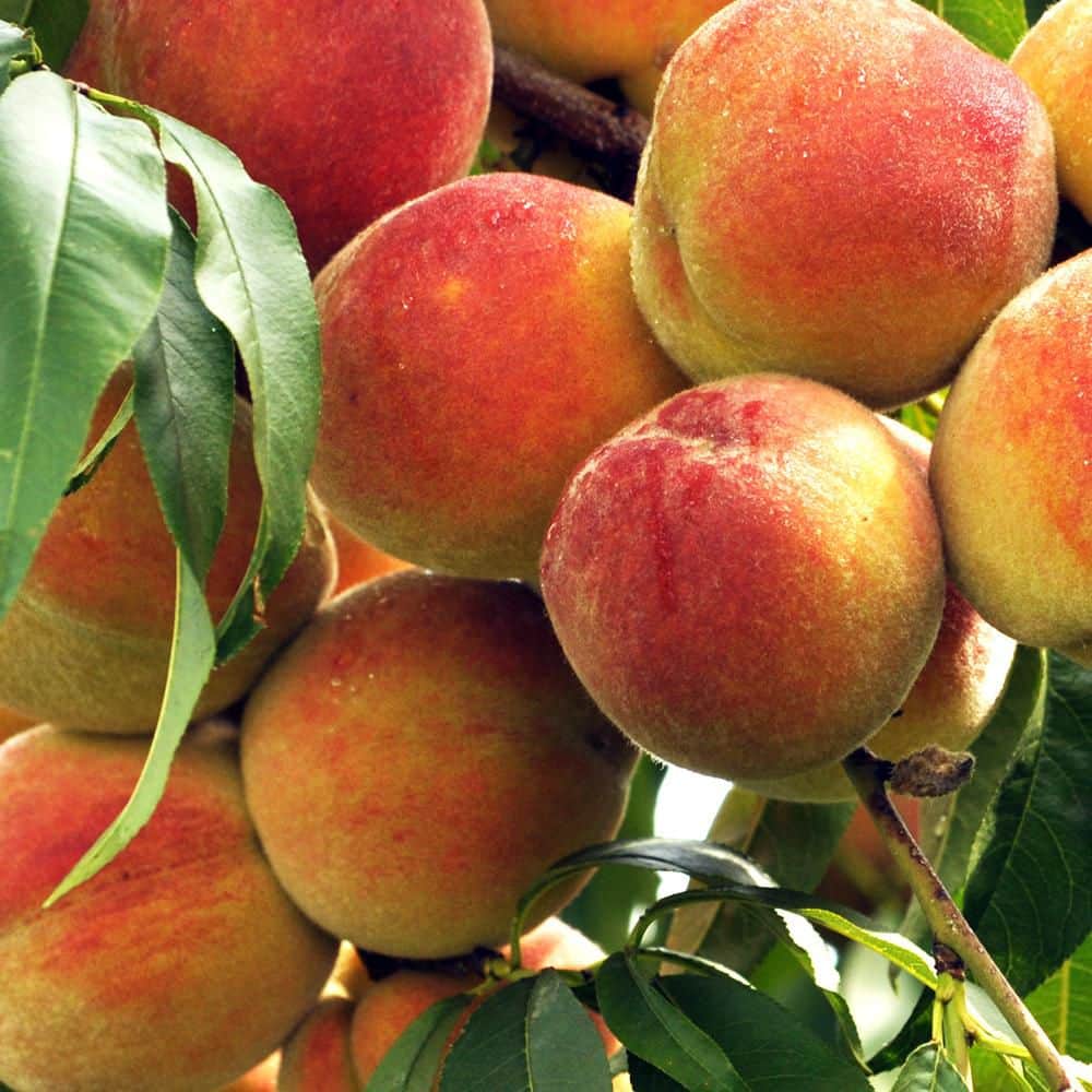 7 gal. JH Hale Peach Fruit Tree PCHJHH07G - The Home Depot