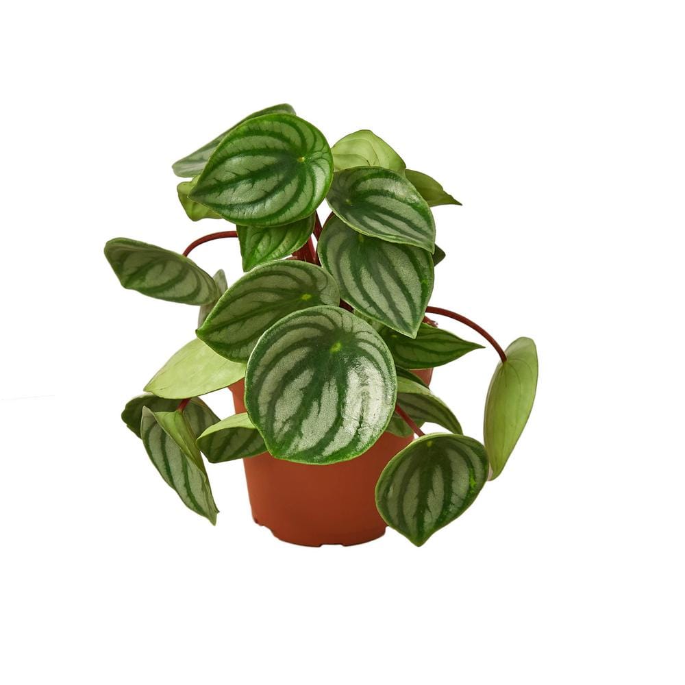 Peperomia Watermelon (Peperomia argyreia) Plant in 4 in. Grower Pot
