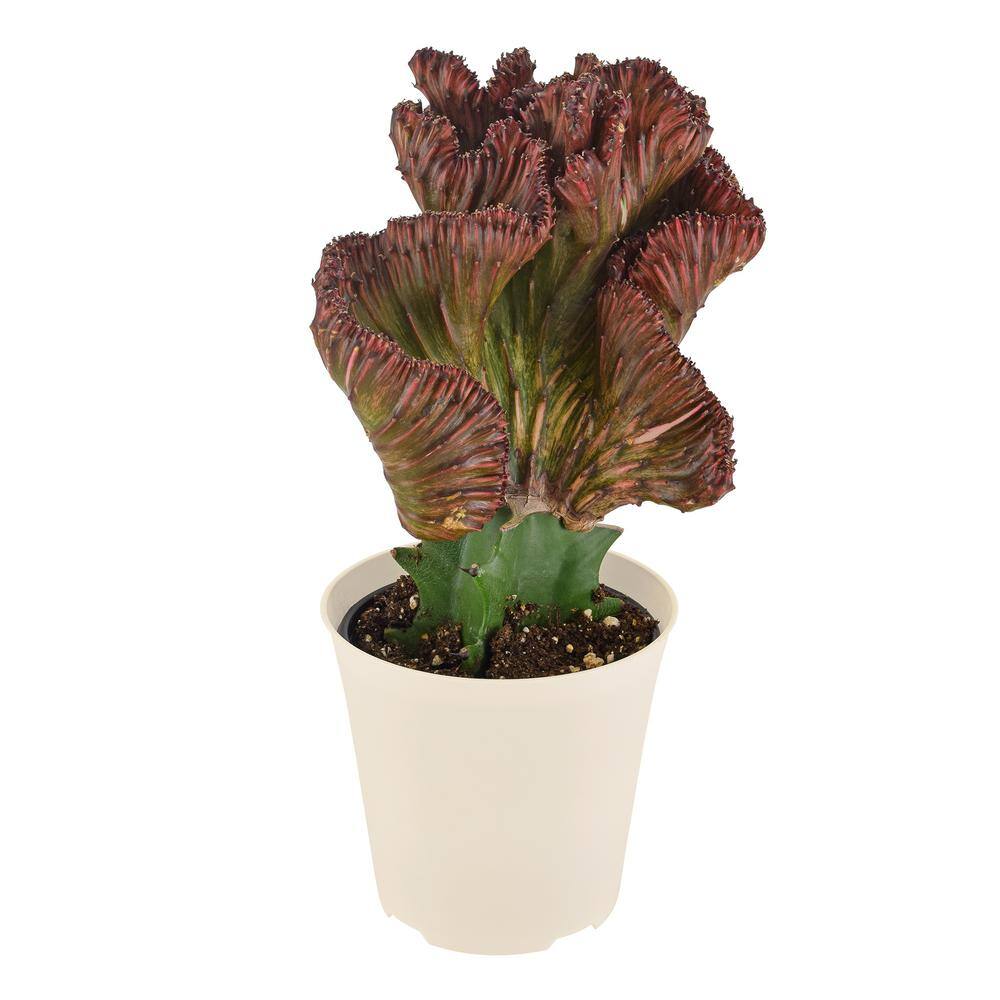 Red Mermaid Tail Coral Cactus in White Pot, 4 Inches