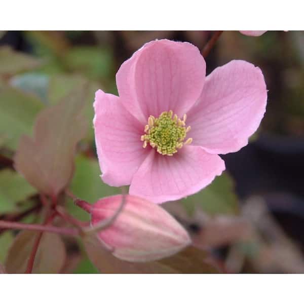 Wekiva Foliage Clematis Montana Rubens-2 Live Plants in 3.5 in. Growers Pots-Bold and Beautiful Starter Flowering Vine