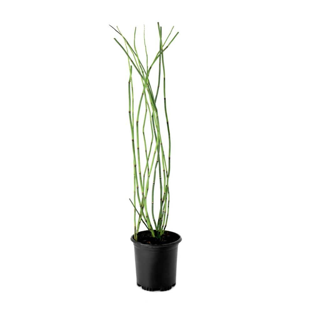 1 Gal. Equisetum Horsetail Plant price history on PriceWatchPro