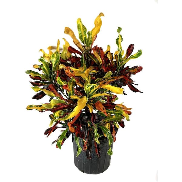 Wekiva Foliage Croton Mammy-Live Plant in a 3 Gallon Pot-Codiaeum 'Mammy'-Beautiful  Clean Air Indoor Houseplant CroMam3gx1 - The Home Depot
