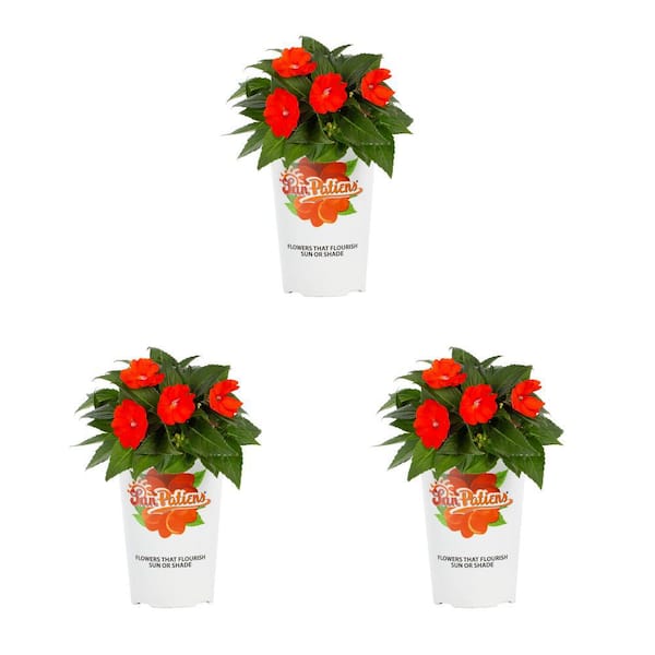 SunPatiens 2 QT. Orange SunPatiens Impatiens Outdoor Annual Plant with Orange Flowers (3-Pack)