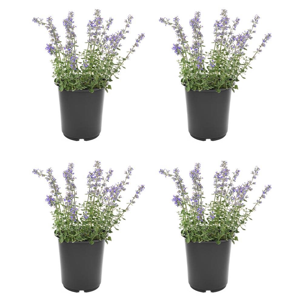 2.5 QT Perennial Plant Nepeta f. Kit Kat, (4-Pack)