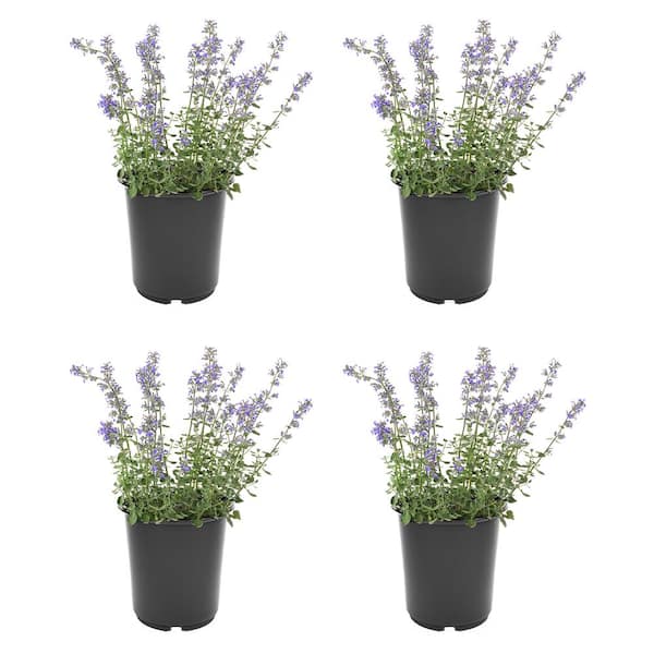 Unbranded 2.5 QT Perennial Plant Nepeta f. Kit Kat, (4-Pack)