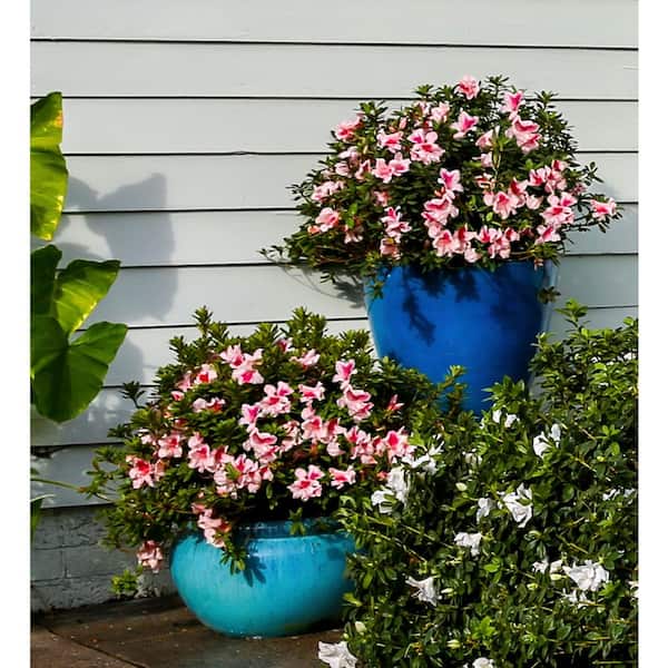 ENCORE AZALEA 2 Gal. Autumn Chiffon Azalea Shrub with Bicolor