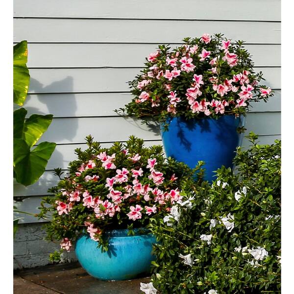 ENCORE AZALEA 3 Gal. Autumn Chiffon Azalea Shrub with Bicolor