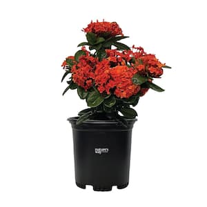 Ixora Maui Red Live Outdoor Plant in Growers Pot Avg Shipping Height 1 ft. to 2 ft. Tall