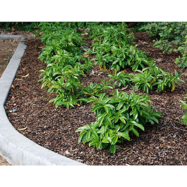 1 gal. Mt. Vernon English Laurel Shrub – Low-Growing Evergreen Groundcover with Glossy Green Foliage